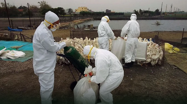 Casos de gripe aviária em países vizinhos acendem alerta - Cerqueiras Online