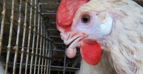 Cal-Maine Egg-Laying Hens Suffering