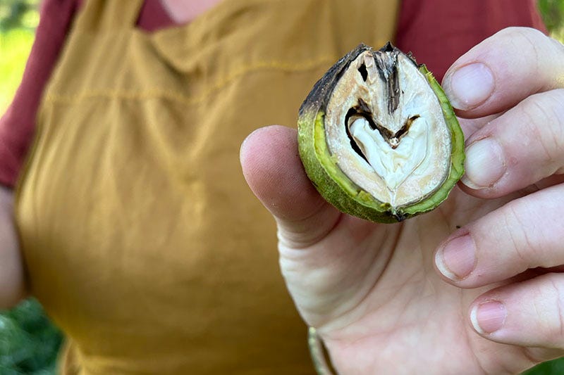 Hand holding a walnut.