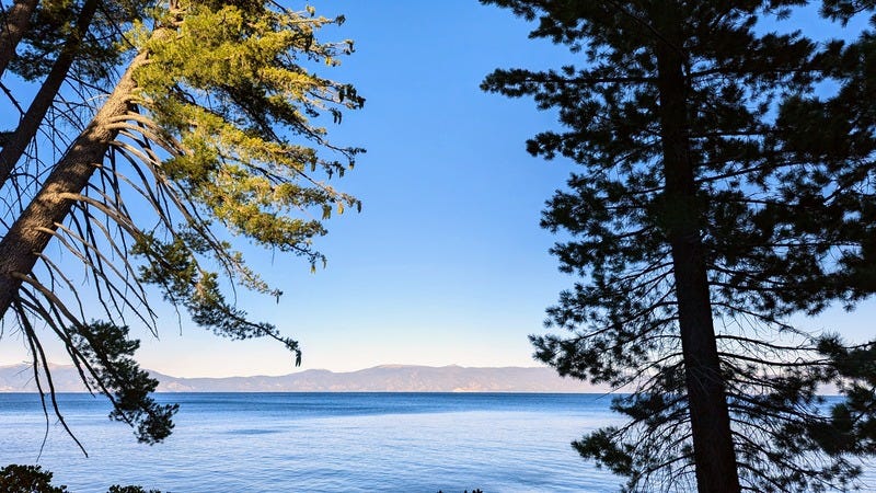 Pine trees in front of a clear sky and smooth Lake Tahoe in the background