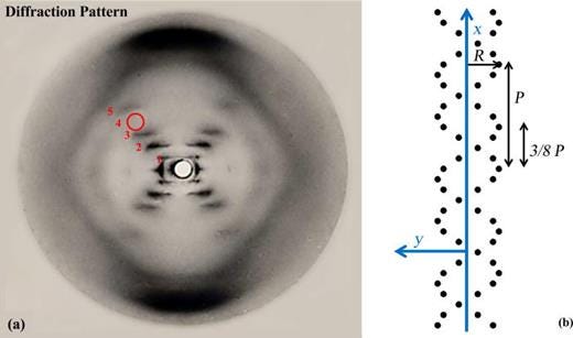 Fig. 1. (a) The well-known Photo 51, the diffraction pattern from DNA in its so-called B configuration. The dimensions of DNA are: pitch P = 3.4 nm, radius R = 1 nm, and a phase difference between the two helices (sine waves) of ΔP = 3P/8. Several important features include the characteristic X-shape or distorted rhombus, the ten diffracted orders per X, and the missing fourth order. (b) A two-dimensional projection of the phosphate molecules in the DNA backbone. The projection outlines two sine waves. We justify this flat model theoretically in Sec. II.