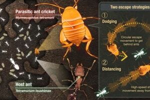 How crickets co-exist with hostile ant hosts using dodging and distancing behaviors.