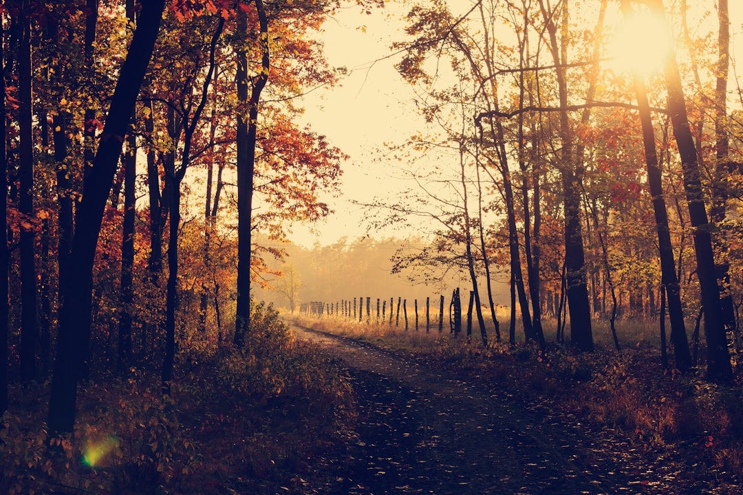 pathway between inline trees during golden hour pathway between inline trees during golden hour