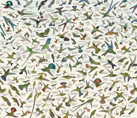 Les colibris dessinés par John Gould et numérisés par Nicholas Rougeux Les colibris dessinés par John Gould et numérisés par Nicholas Rougeux