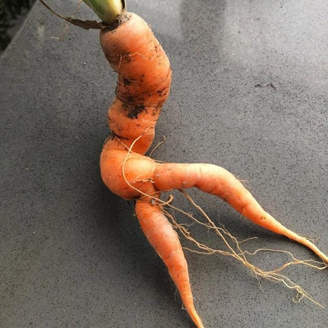 These pics of 'sexy carrots' will definitely make you look twice | The Sun