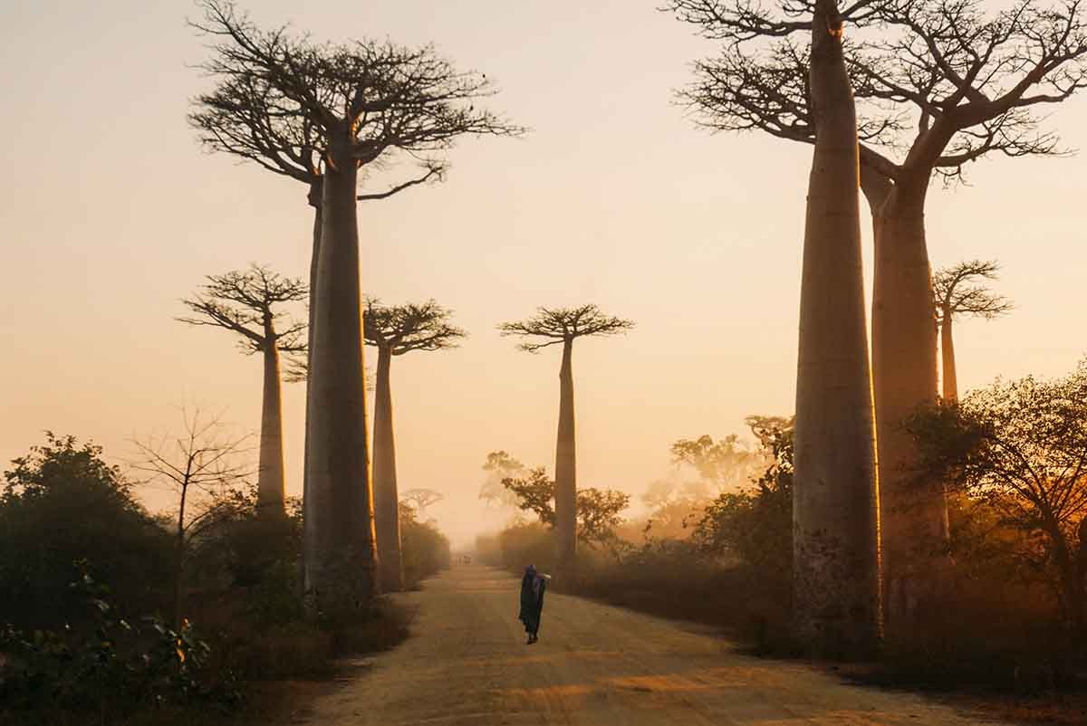 Una persona avanza por un camino franqueado por baobabs.