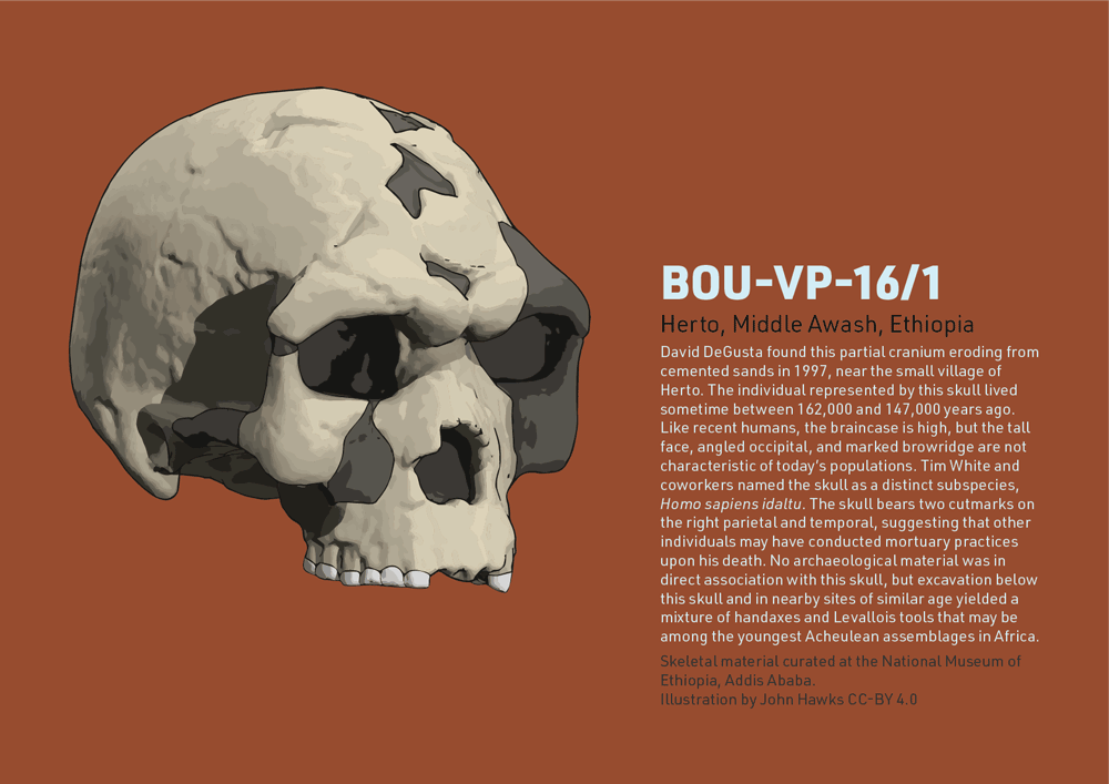 BOU-VP-16/1 cranium with information