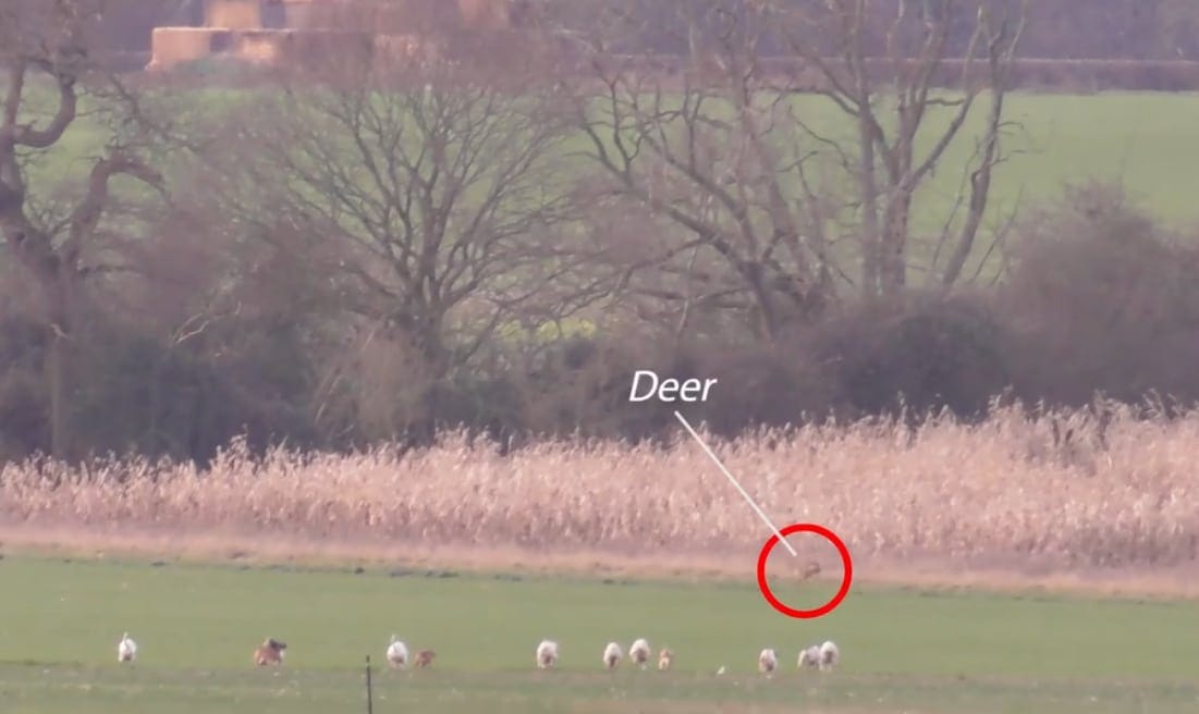 Waveney and Norfolk Harriers hounds chase a deer 