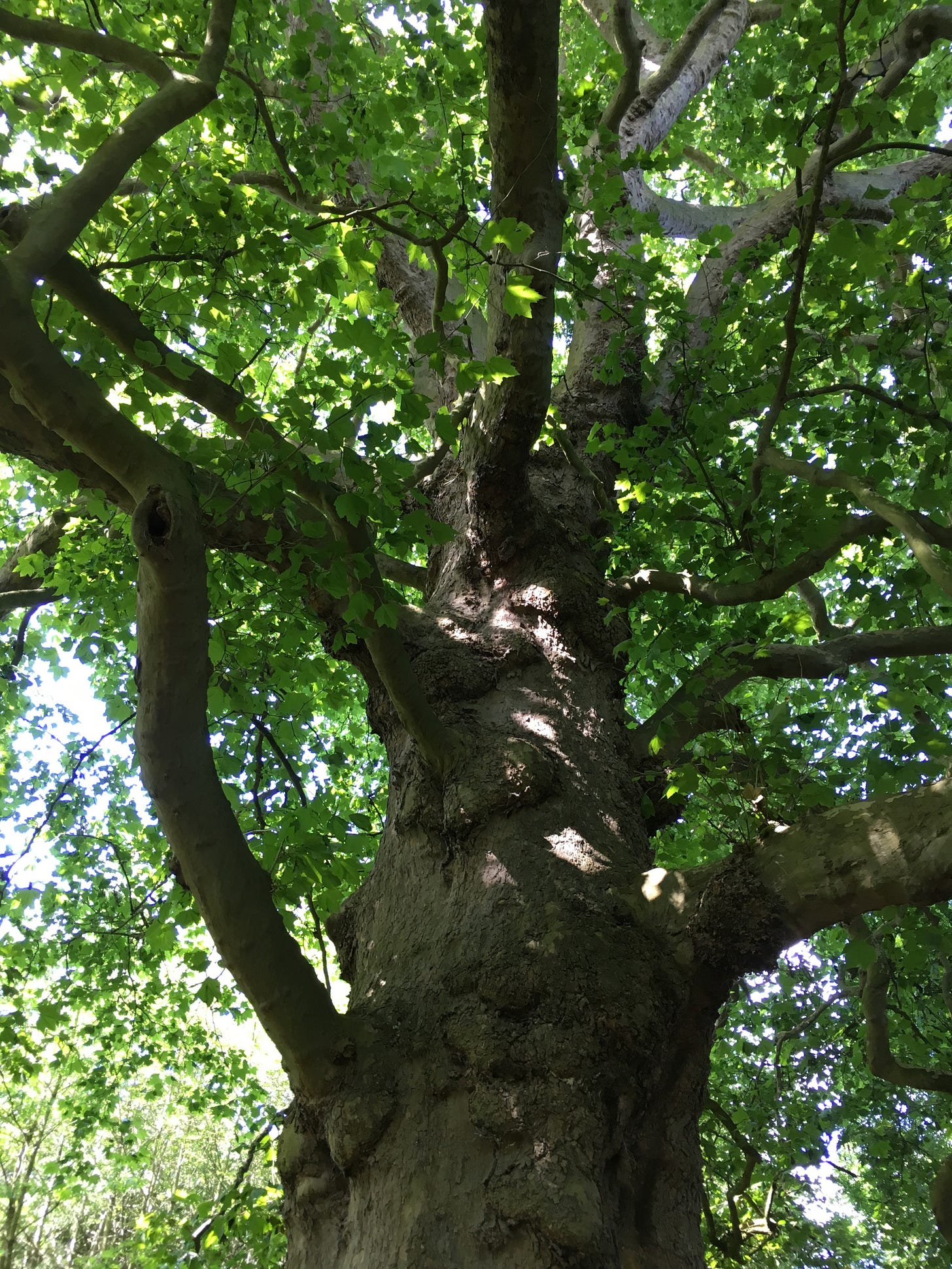 Looking up into a beautiful old oak tree in full leaf, sun shining through the canopy