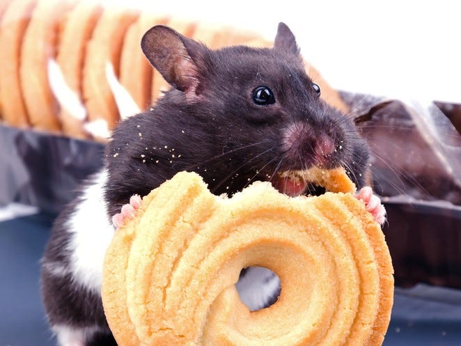 Mice Lacking Certain Gene Appear to Be Protected Against Effects of High-Fat  Diet - Diabetes News Journal