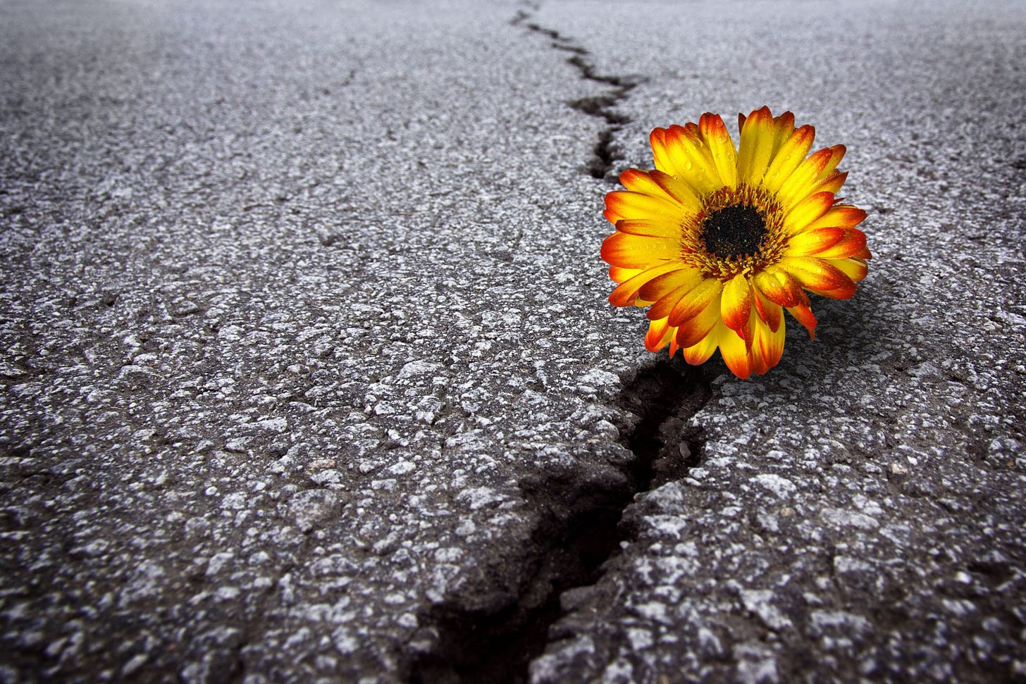 Wallpaper road, flower, asphalt, crack for mobile and desktop, section  цветы, resolution 3000x2000 - download