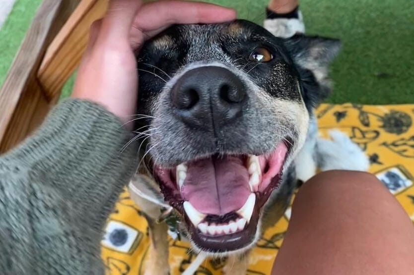 Scout the Australian cattle dog at Intracoastal Brewing Company's dog-friendly patio in Eau Gallie Florida