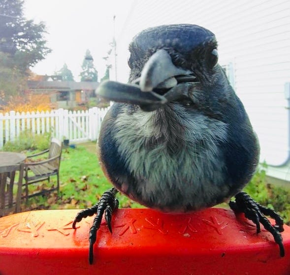 Close-up photo of a scrub jay with a sunflower seed in his mouth, perched on a red feeder, with a green yard and white fence in the background