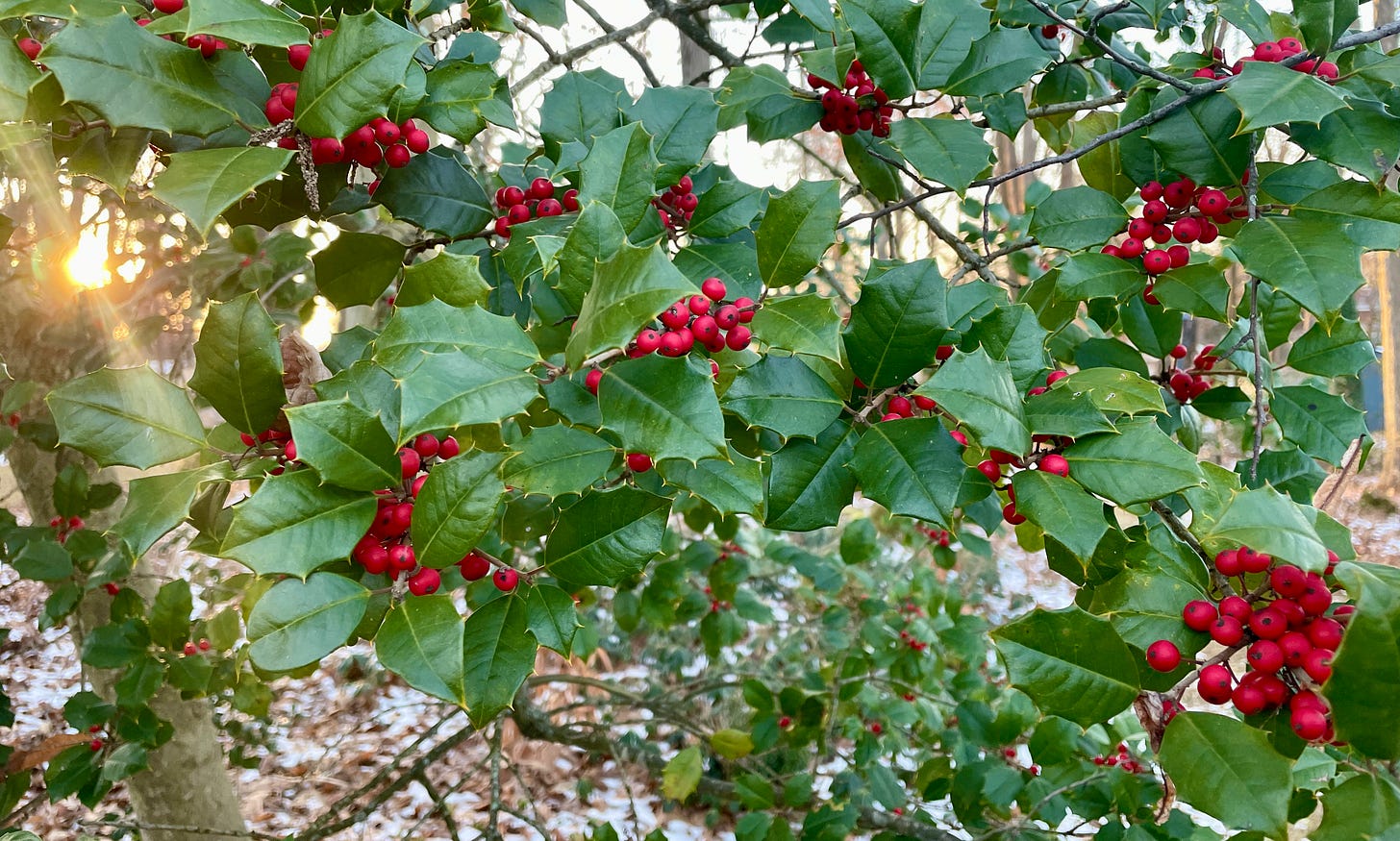 American Holly, Ilex opaca, in the Woodland Garden at Havenwood