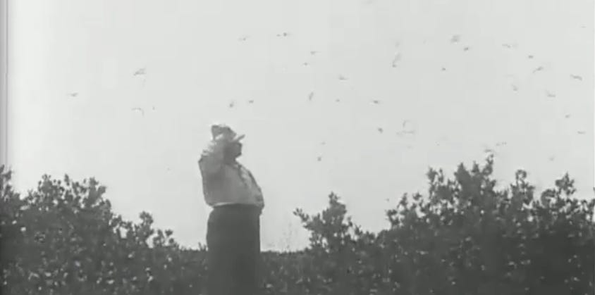 Theodore Roosevelt birdwatching