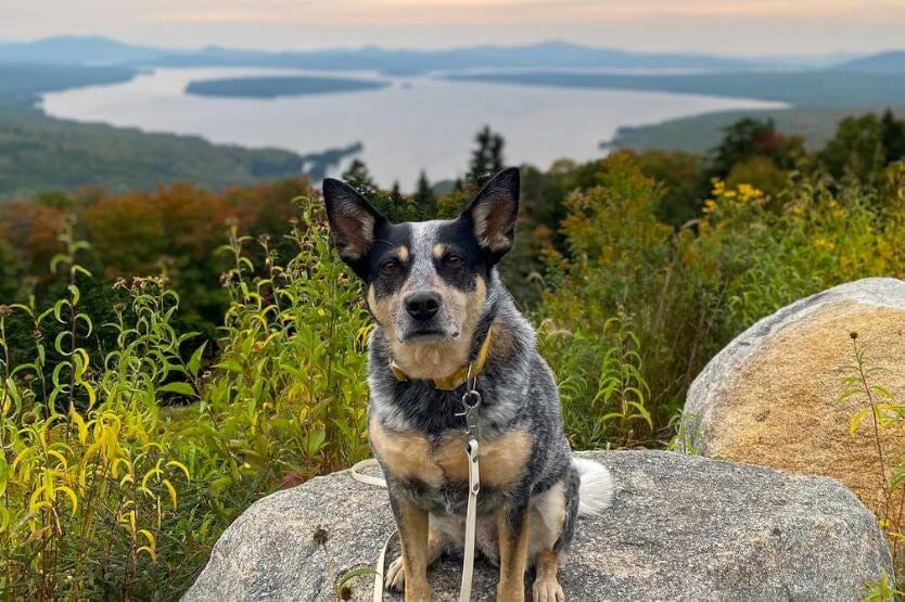 Scout the blue heeler poses on a rock at the Height of Land scenic viewpoint in Maine, showing rolling hills and a large lake in the background