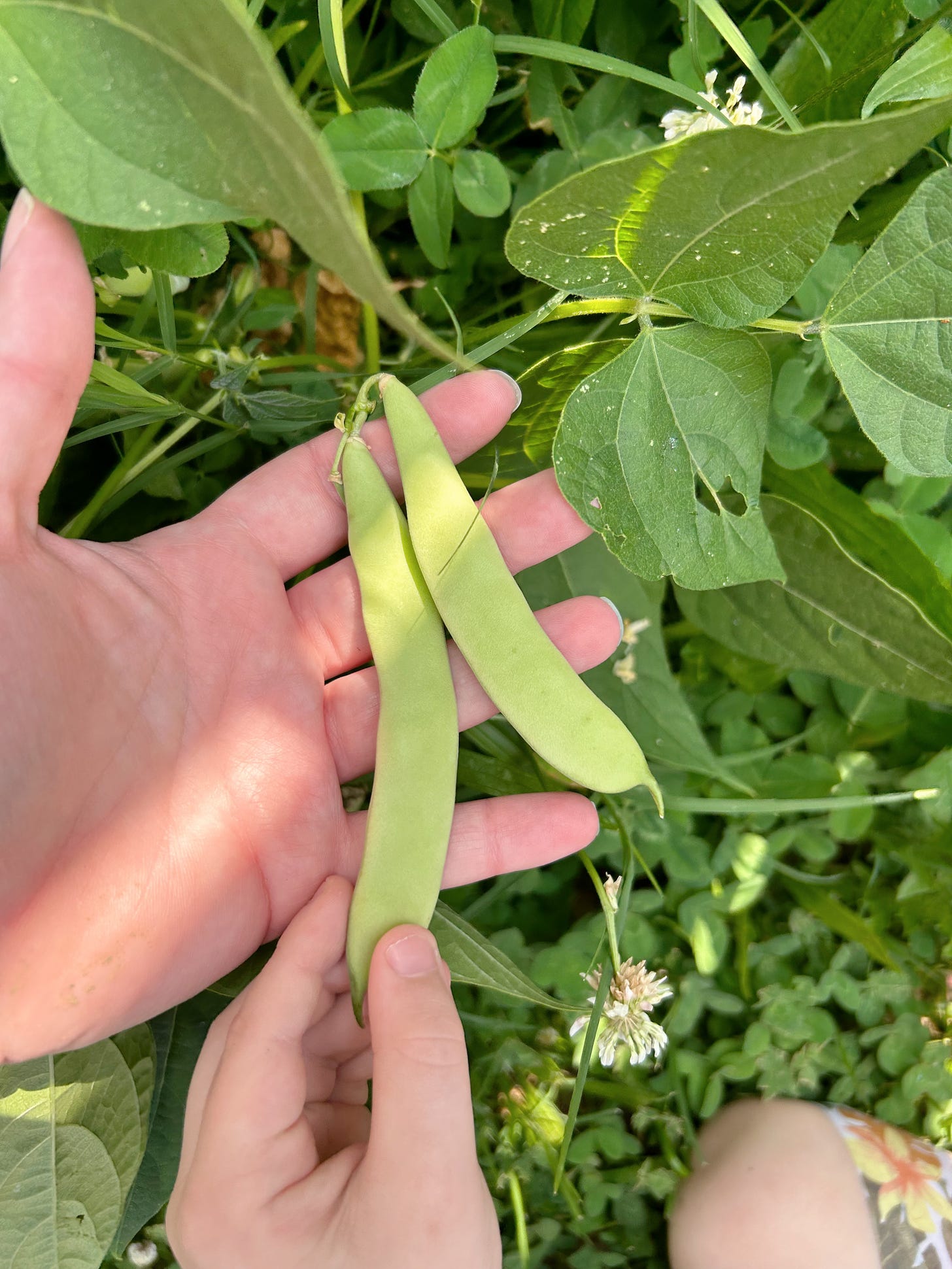 My pale hand and my child's touching two pinto bean pods.