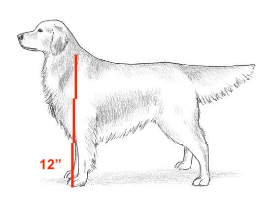Drawn image of a Golden Retriever, 3 lines indicating 12" each up to the top of its back