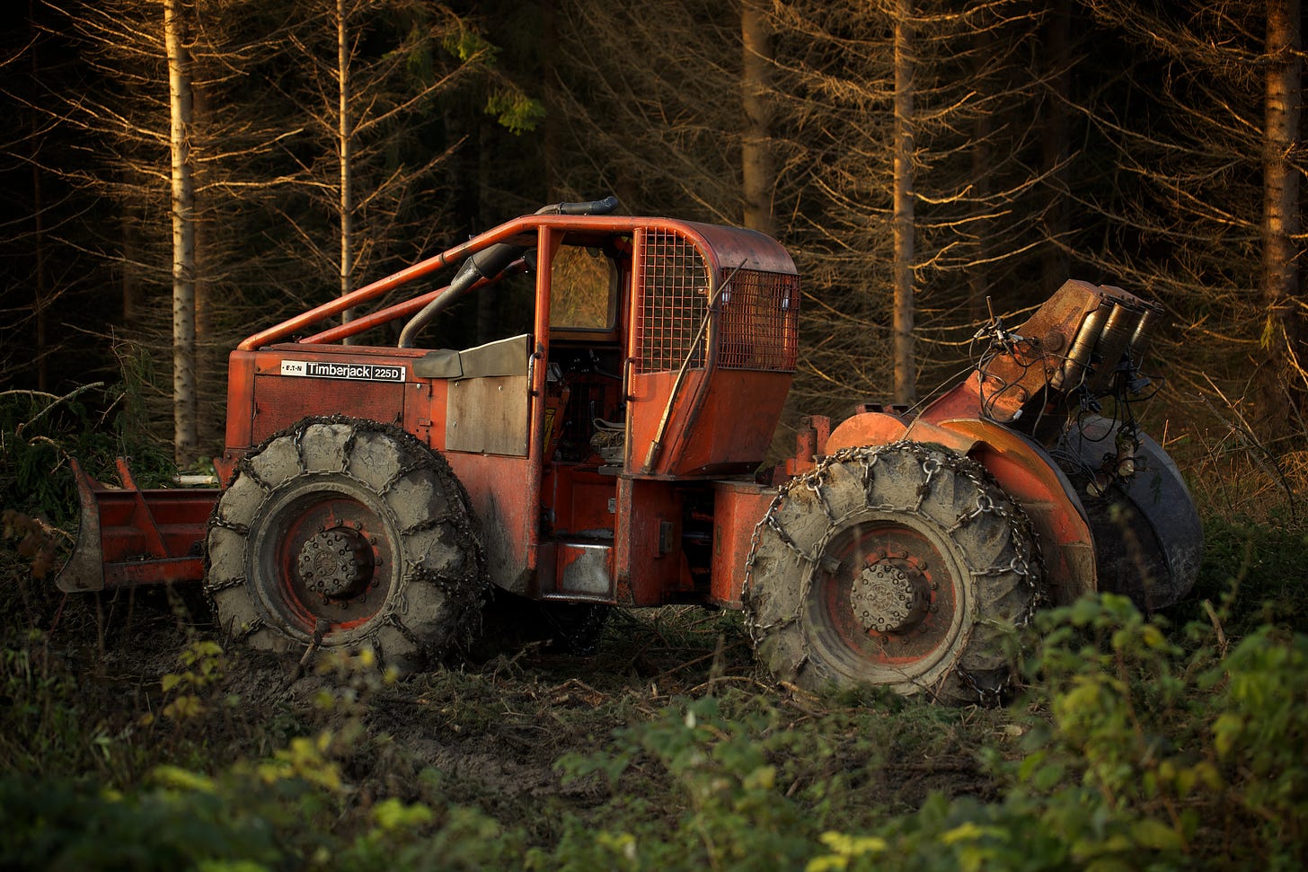 illegal cutting in the woods