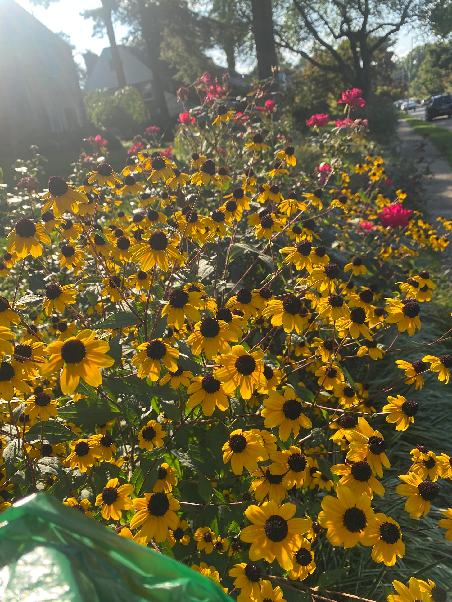 yellow black eye susan flowers 