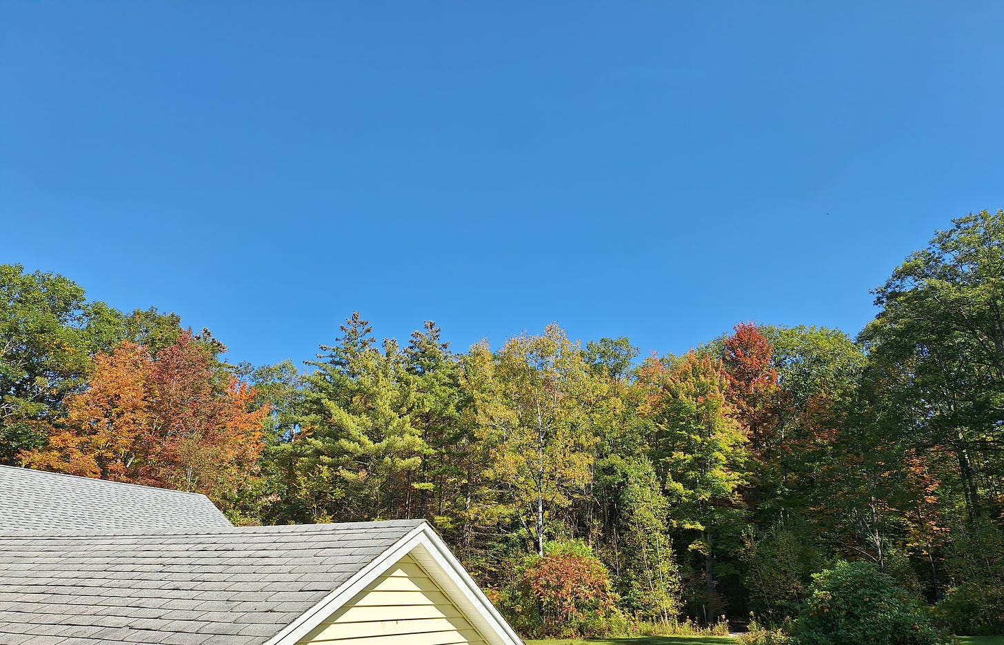 a picture of colorful trees in my backyard