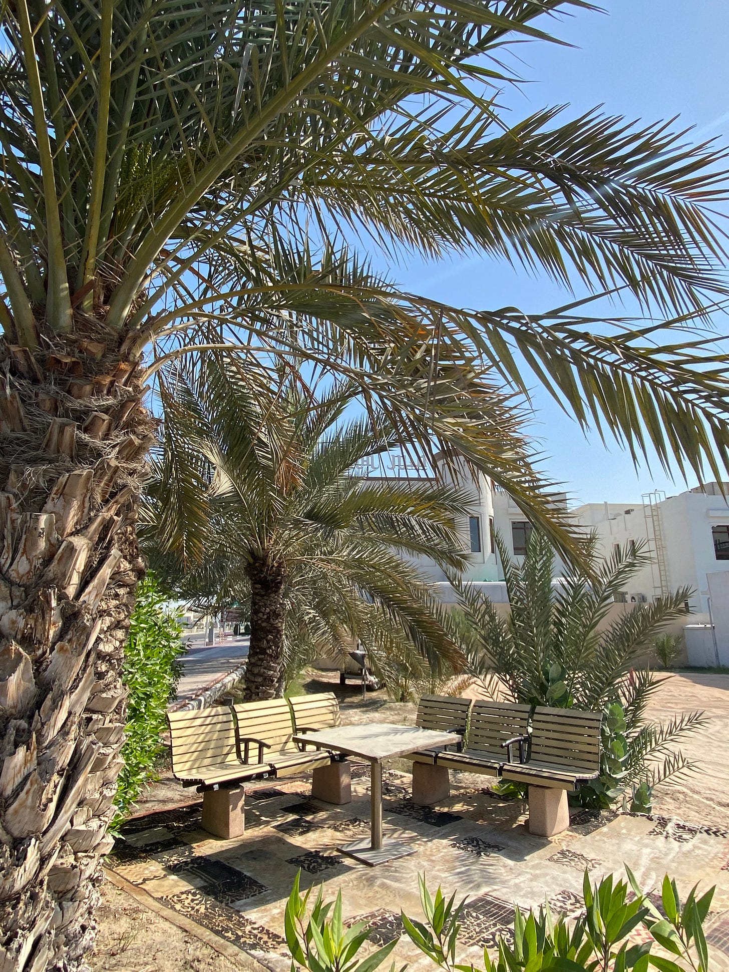 Photo of two benches over a dusty carpet surrounding a small square table. The seating area is surrounded by date trees and potted plants