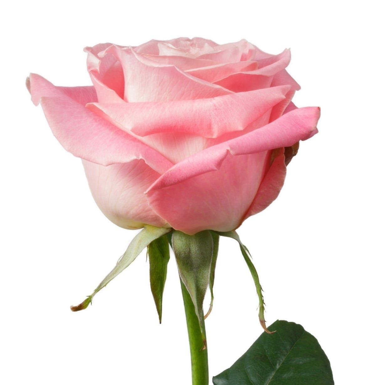 Rose Light Pink 60cm | Wholesale Dutch Flowers Direct & Florist Supplies UK