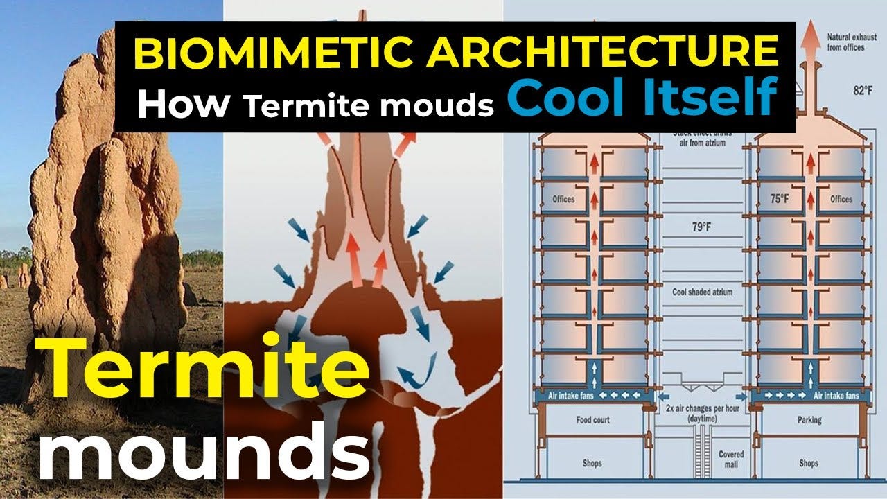 How Termite mounds Cool Itself | Biomemetic architecture: Zimbabwe Eastgate  center - YouTube