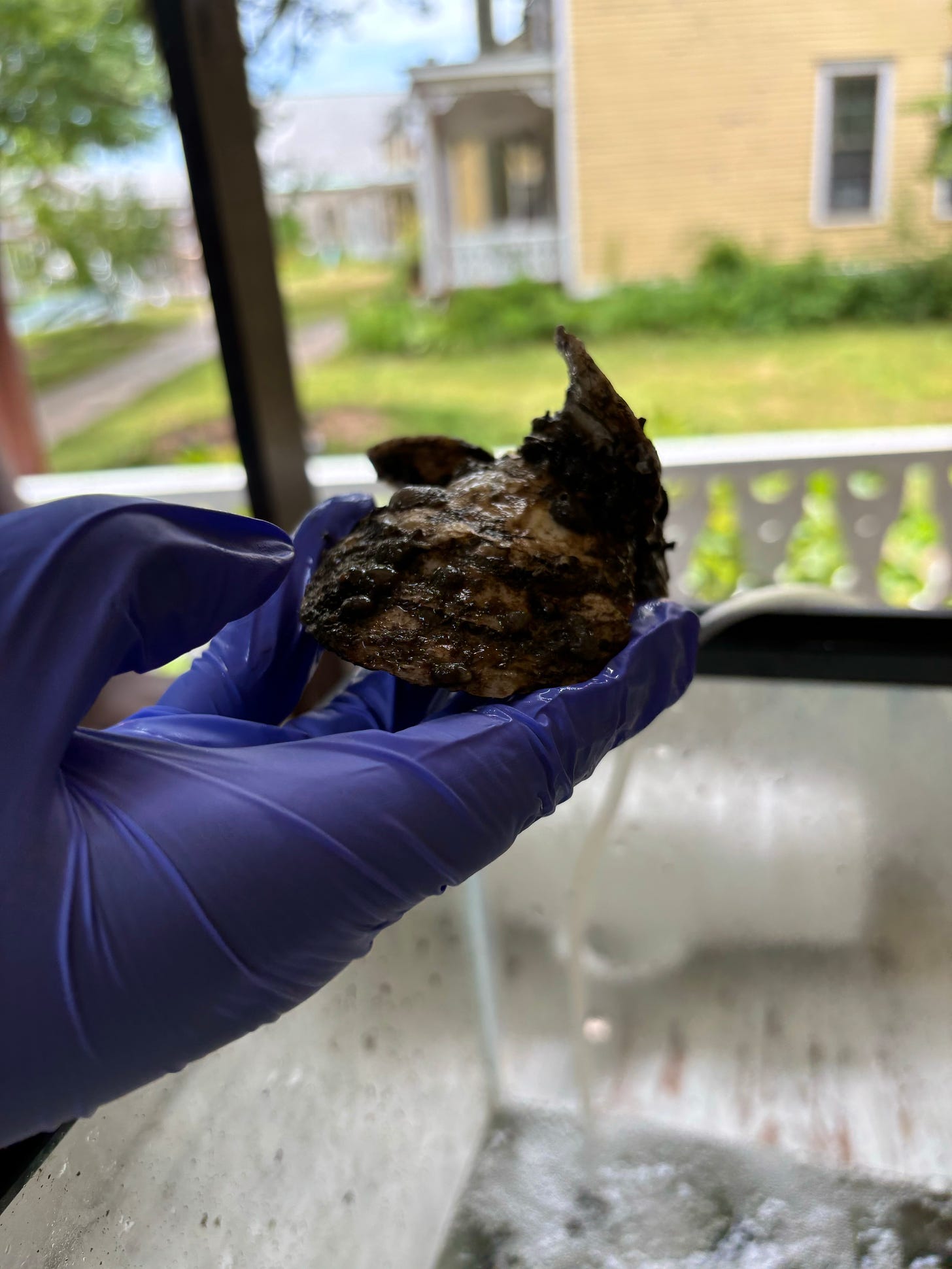 A hand in a purple latex glove holds a live oyster out of its tank. Behind and slightly blurred are the yellow houses of Nolan Park on Governors Island.