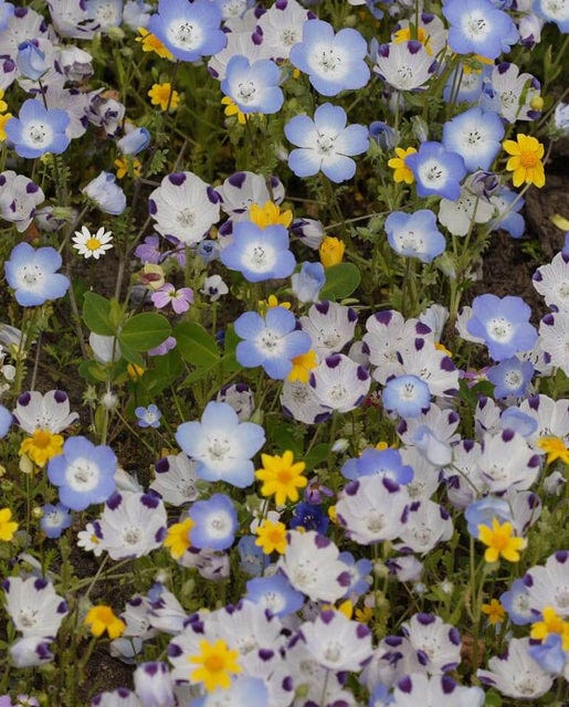 Alternative Lawn Mix