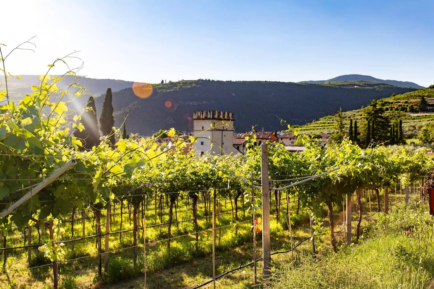 Discover the Amarone della Valpolicella wine sub-region of Italy