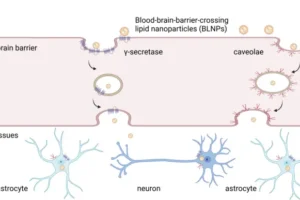 Blood–brain-barrier-crossing lipid nanoparticles (BLNPs) effectively and safely deliver mRNA to the brain via systemic administration.