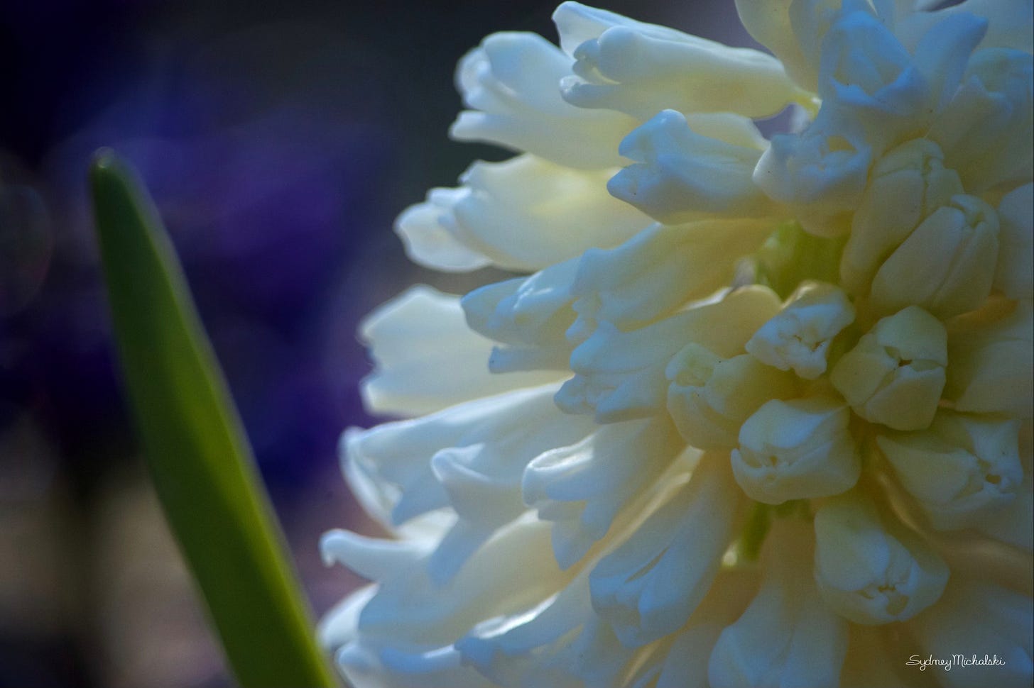 A white hyacinth in full bloom glows with purple hyacinths in the background.