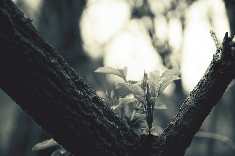 young tree leaves framed between branches