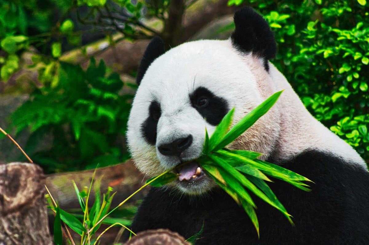 un oso panda, con su cabeza blanca y los ojos rodeados de pelo negro, mastica unas hojas de bambú