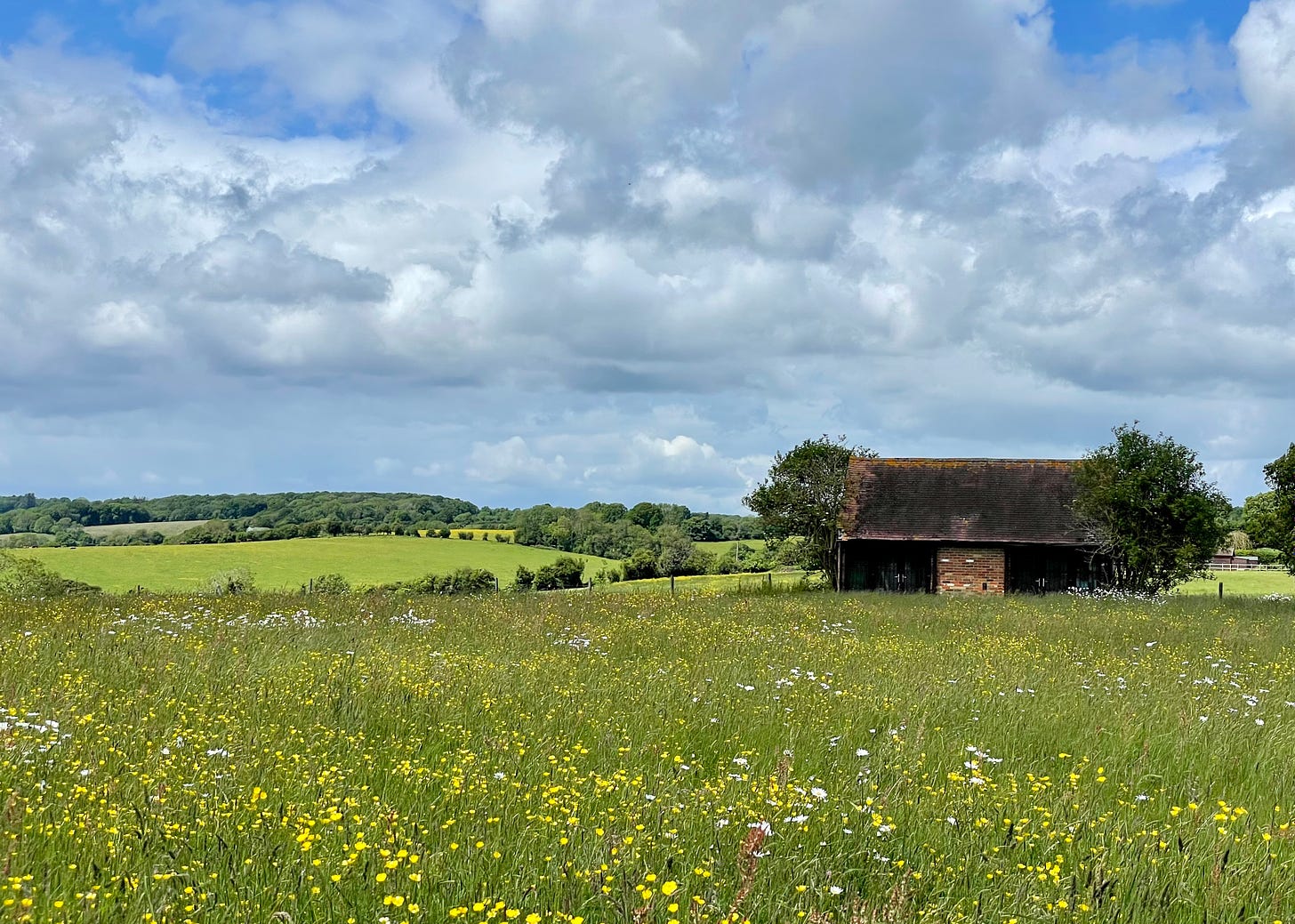 Looking over a field of buttercups towards Chinnor