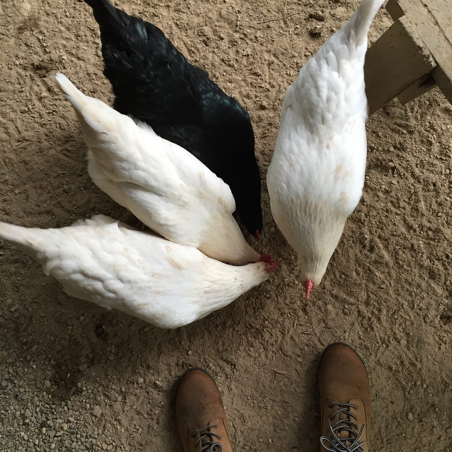 three white chickens and one black chicken eating treats