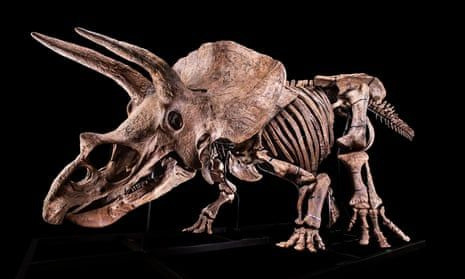 Big John triceratops skeleton