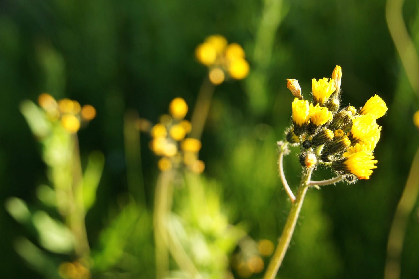 Flowers are still firing up in the high mountains!