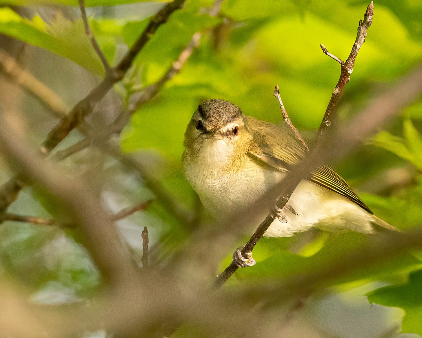 A red-eyed vireo perches in a bush and stares right into the camera. It is mostly white on its belly with a gray cap on its head. Its eyes are red.