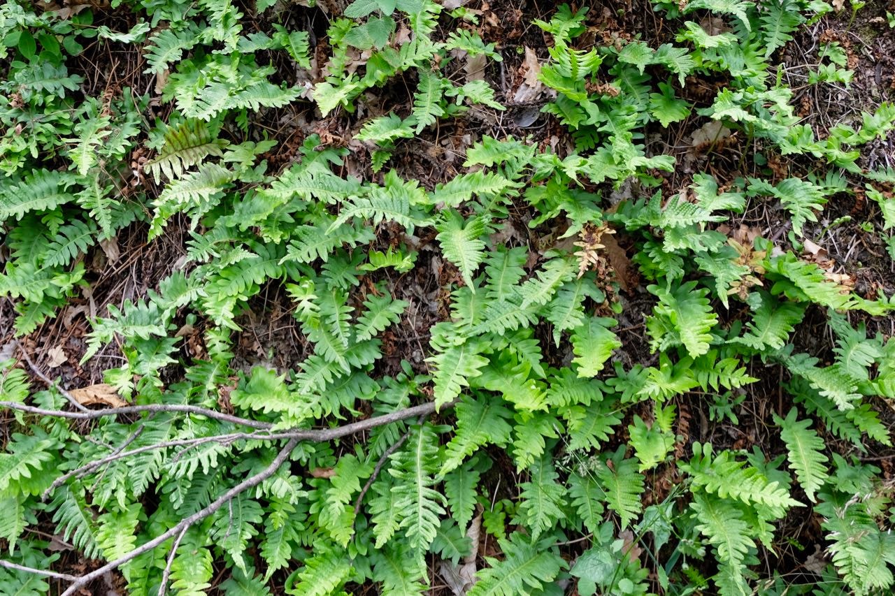 Ferns at Château de Poncié