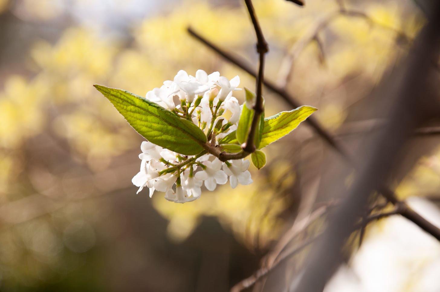 An image of a tree branch with a head of white blossom and green leaves. The background is blurred, showing just hints of yellow flowers.