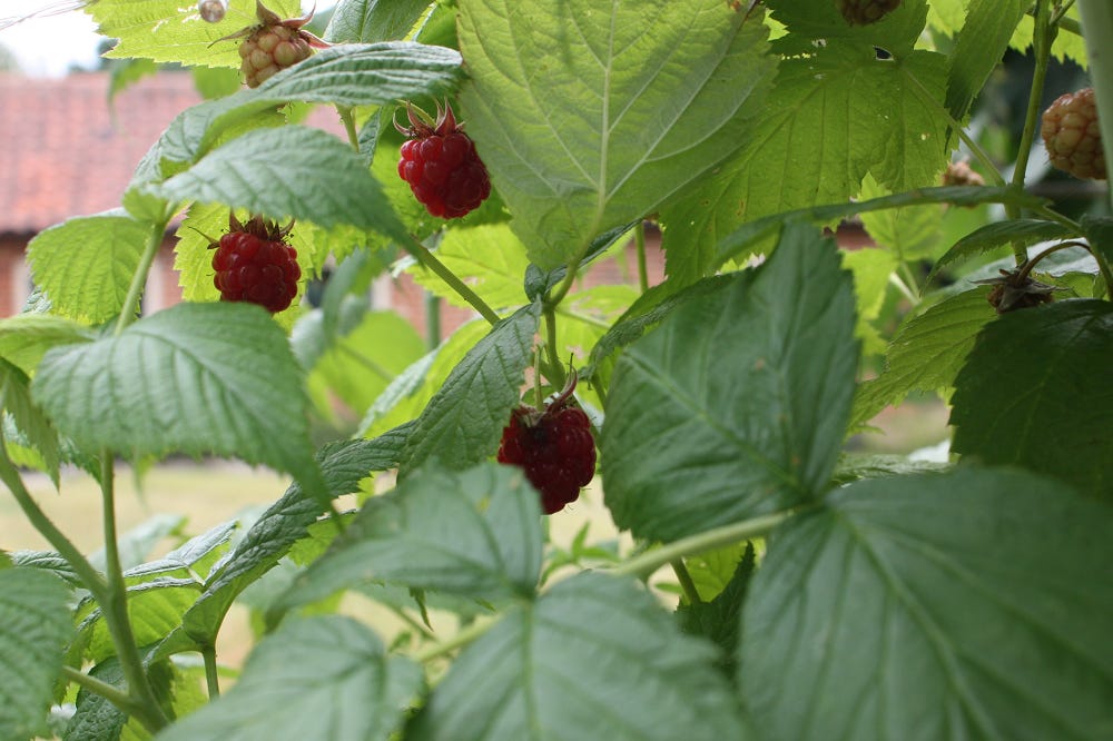 Several raspberries among a tangle of leaves and stems.
