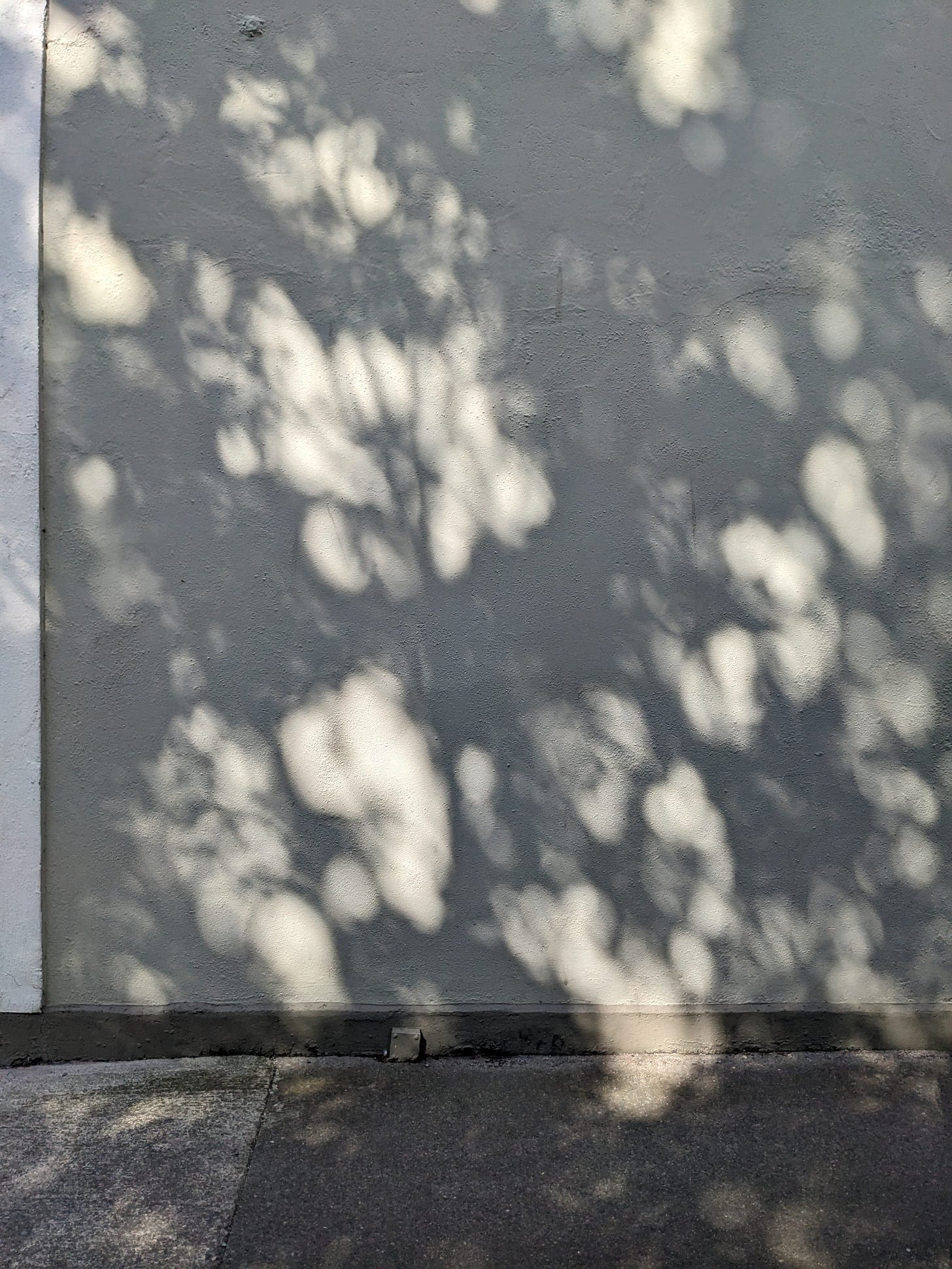 light and shadow through trees cast on a pale gray plaster wall