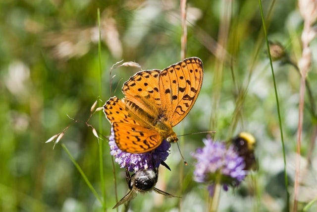 High Brown Fritillary - said by Butterfly Conservation to be Britain's most endangered butterfly.