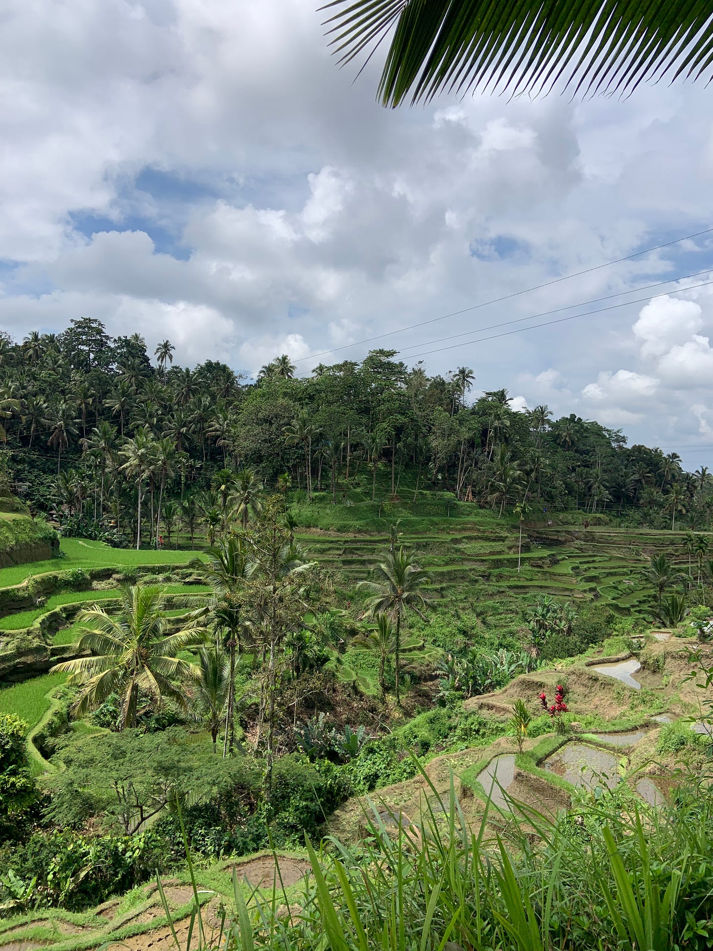Rice field scattered with tall palm trees