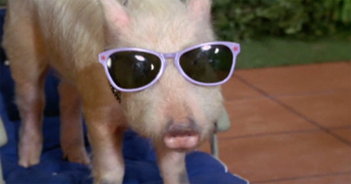10 things you never knew about Arnold the Pig, the true star of Green Acres