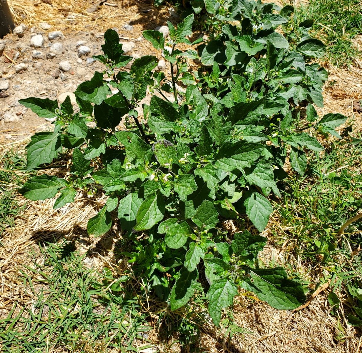 Solanum americanum [plant] 20221214_133039 sml.jpg
