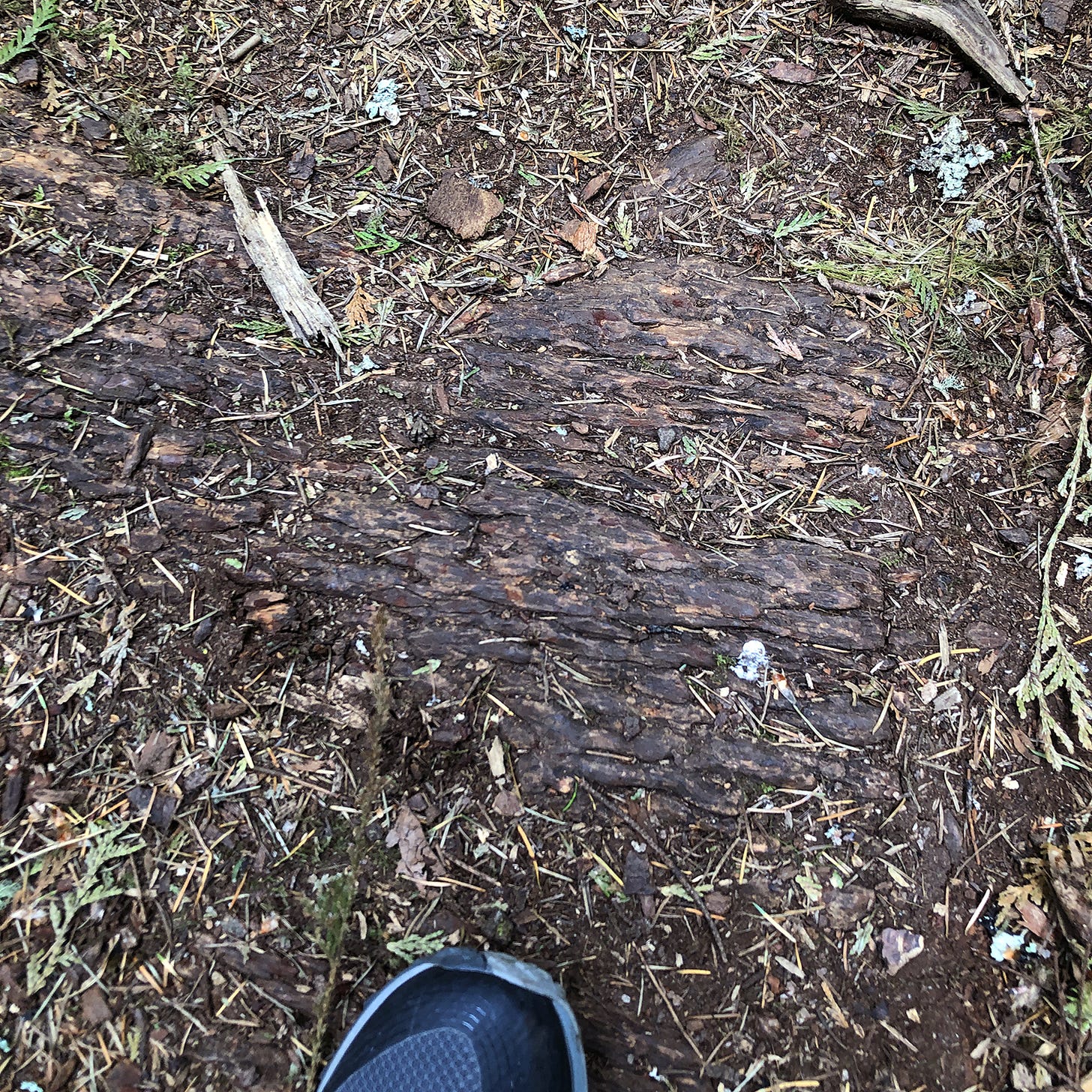Toe of a sneaker on ground that looks like the bark of a tree.