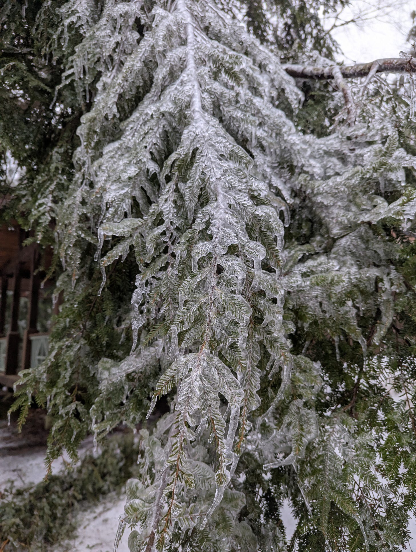 An eastern hemlock branch is coated in thick ice from a massive ice storm in the Muskoka, ON. An eastern hemlock branch is coated in thick ice from a massive ice storm in the Muskoka, ON.